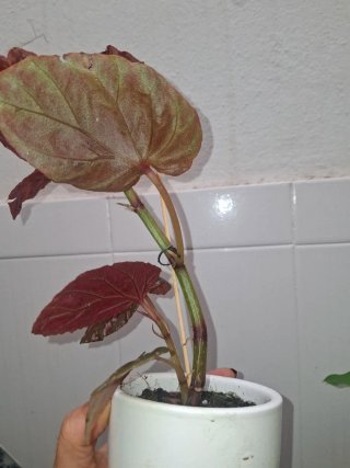 Begonia breviminosa planta exótica