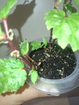 Begonia Mantuk verde bebé planta exótica