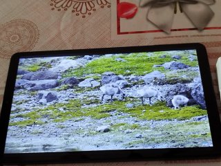 Samsung Galaxy Tab A9 Impecable