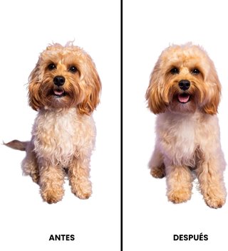 Cepillo Pet Teezer PT-PY-010218 | R0110