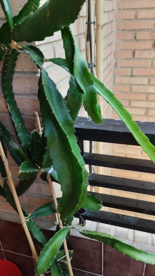 Brotes de Pitahaya o fruta del dragón. Planteles.