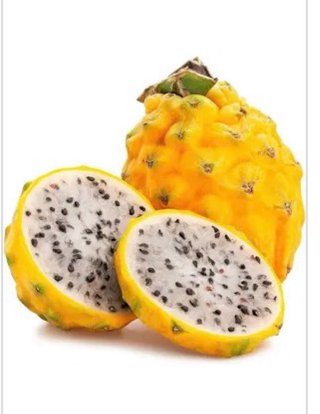 Brotes de Pitahaya o fruta del dragón. Planteles.