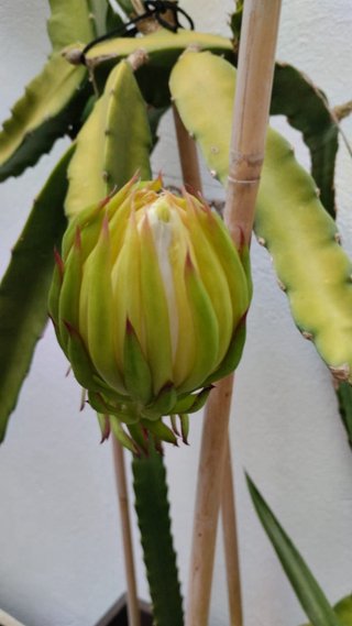 Brotes de Pitahaya o fruta del dragón. Planteles.