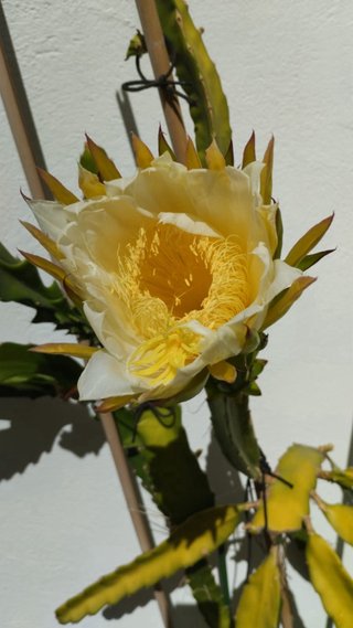 Brotes de Pitahaya o fruta del dragón. Planteles.