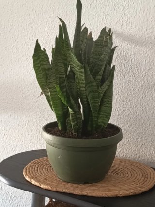 Planta Sansevieria , lengua de suegra