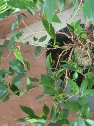 Planta Ficus Benjamina