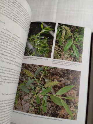 Árboles y arbustos autóctonos del Norte de África