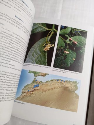 Árboles y arbustos autóctonos del Norte de África