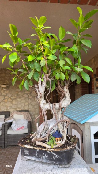 Bonsái Ficus Retusa