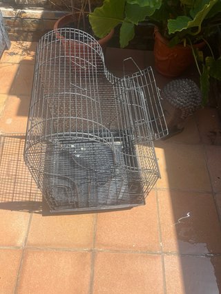Jaula para pájaro o loro negra
