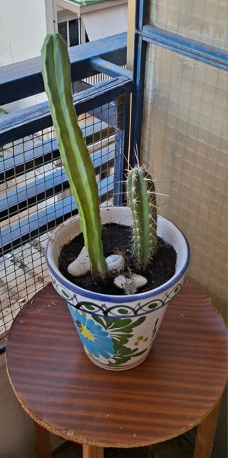 Dos cactus en maceta decorada