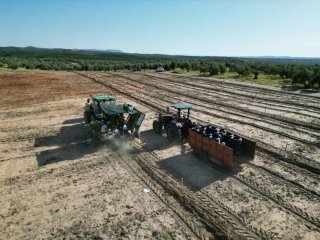 Plantaciones y poda mecanizada