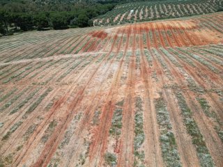 Plantaciones y poda mecanizada