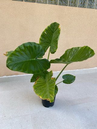 Planta Alocasia Grande