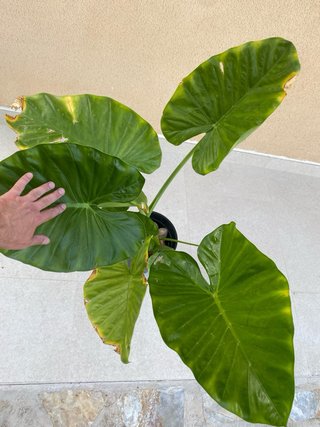 Planta Alocasia Grande