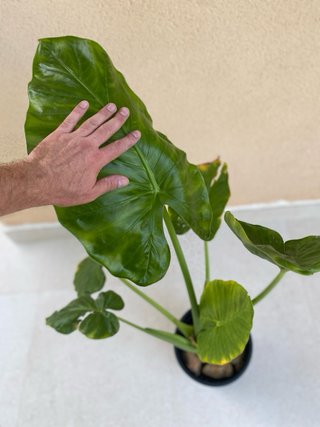 Planta Alocasia Grande