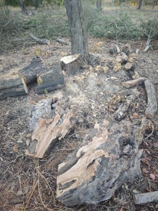 Leña de olivo para chimenea -