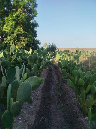 Palas de chumbera recién cortadas (5 unidades)