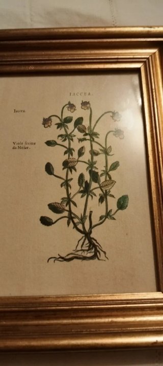 Coppia quadri botanici con cornici dorate