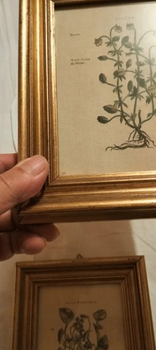 Coppia quadri botanici con cornici dorate