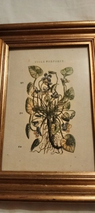 Coppia quadri botanici con cornici dorate