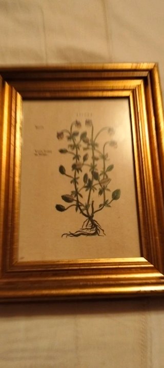 Coppia quadri botanici con cornici dorate