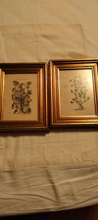 Coppia quadri botanici con cornici dorate