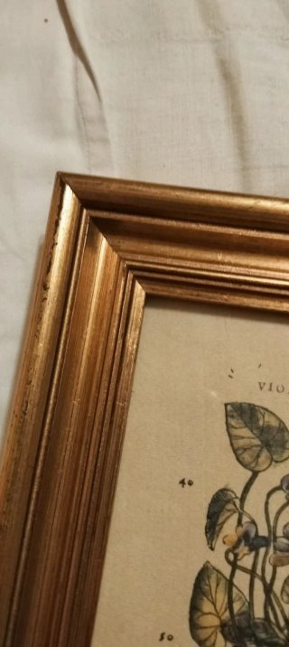 Coppia quadri botanici con cornici dorate