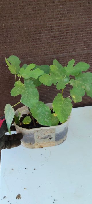 2 Higueras Higos morados