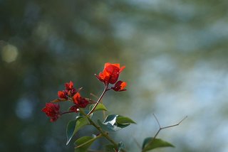 Yashica ML 50mm f1.4