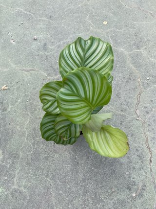 Calathea orbifolia