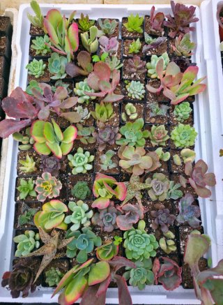 Surtido Suculentas, Crassas y Cactus