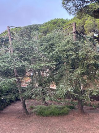 Tala de arboles