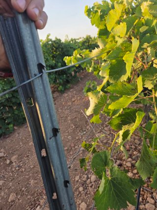 Postes para viñedos