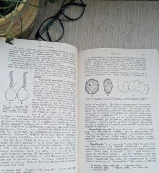 Livro Botânica Criptogâmica -Algas e fungos