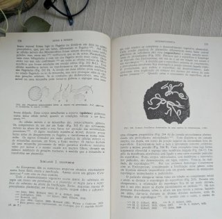 Livro Botânica Criptogâmica -Algas e fungos