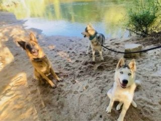 Adiestrador canino