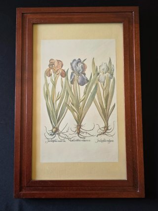 Cuadro Lámina Planta Iris latifolia