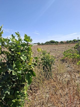 Terreno en venta en Pinar de los Franceses - Marquesado en Chiclana de la Frontera