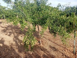 Terreno en venta en Santa María en Ciudad Real