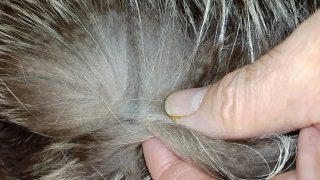 Chaquetón de pelo mapache auténtico
