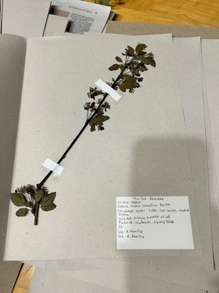 Herbario Leopoldia comosa (L) Perl.