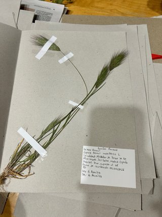 Herbario Leopoldia comosa (L) Perl.