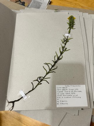 Herbario Leopoldia comosa (L) Perl.