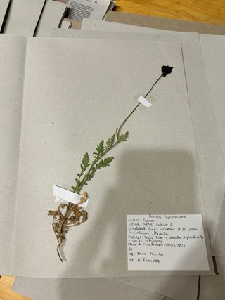 Herbario Leopoldia comosa (L) Perl.