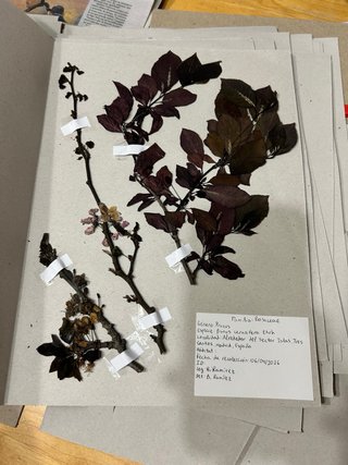 Herbario Leopoldia comosa (L) Perl.