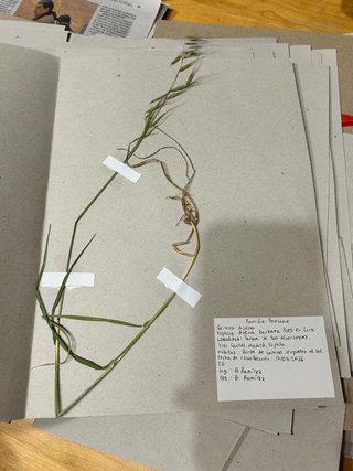 Herbario Leopoldia comosa (L) Perl.