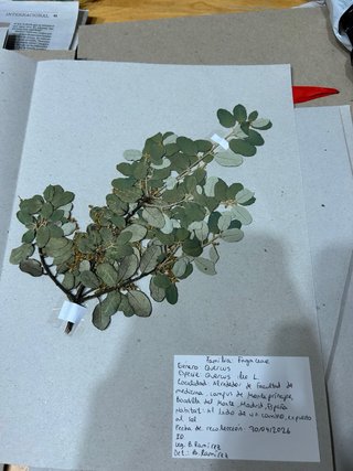 Herbario Leopoldia comosa (L) Perl.