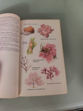 Libro guía flora fauna mediterráneo