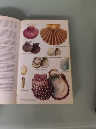 Libro guía flora fauna mediterráneo